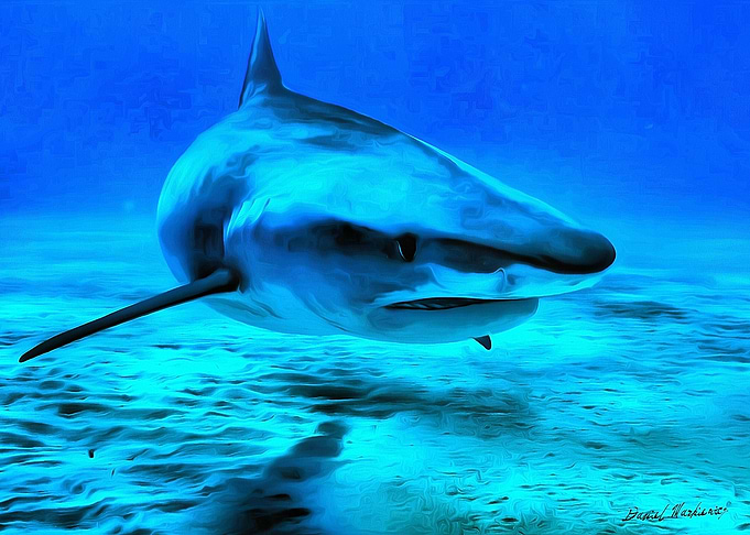 Tiger Shark