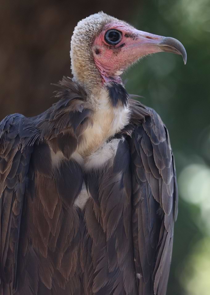 Vulture portrait