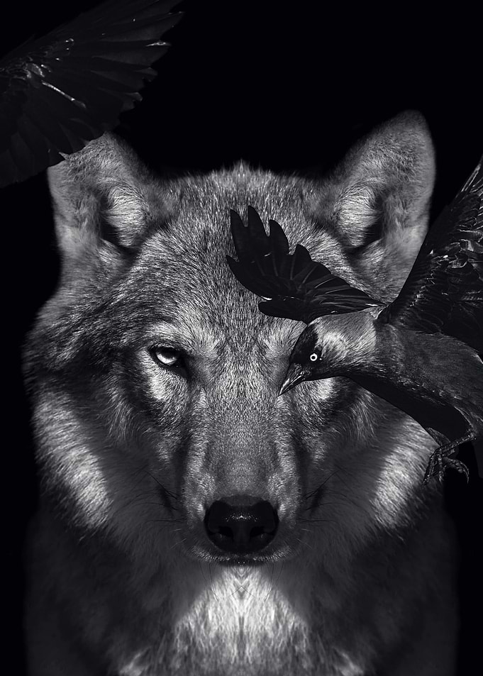 dark night wolf poster