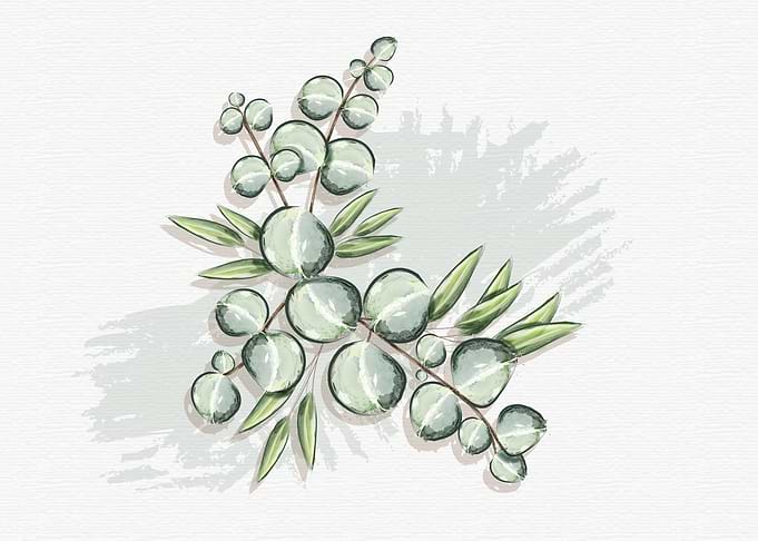 cotton leaves illustration