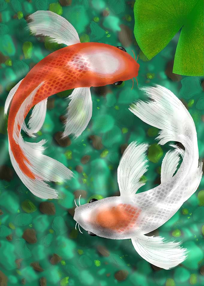Koi