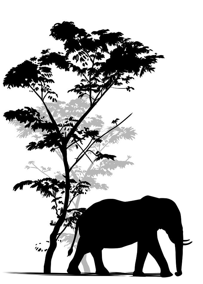 Elephant in Africa