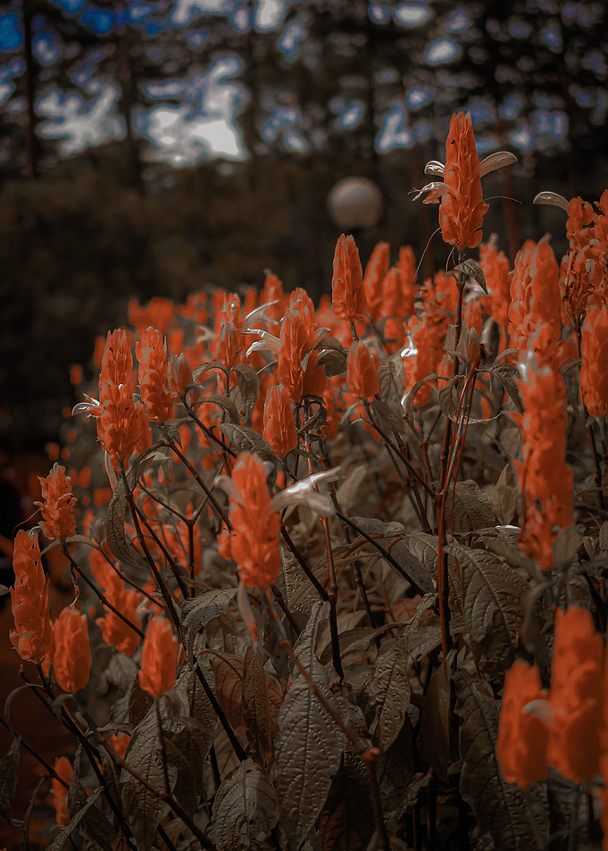 Orange Autumn