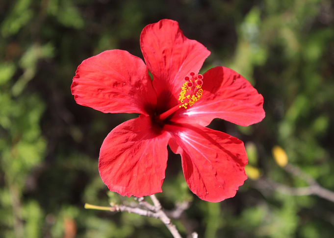 Spanish Red