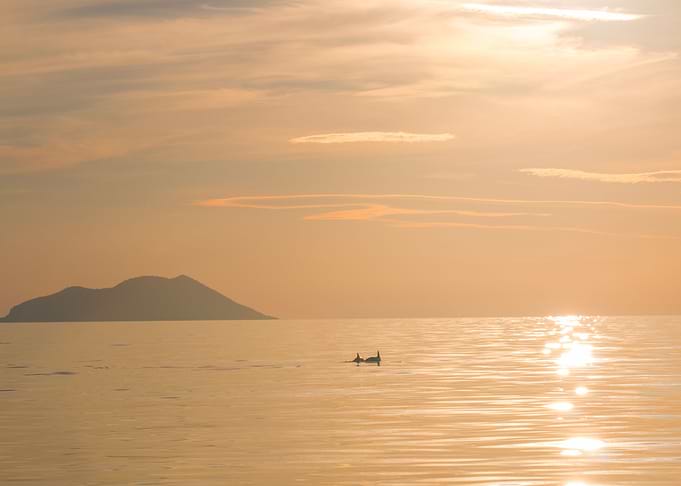 Dolphin Sunset