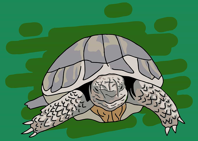 Turtle