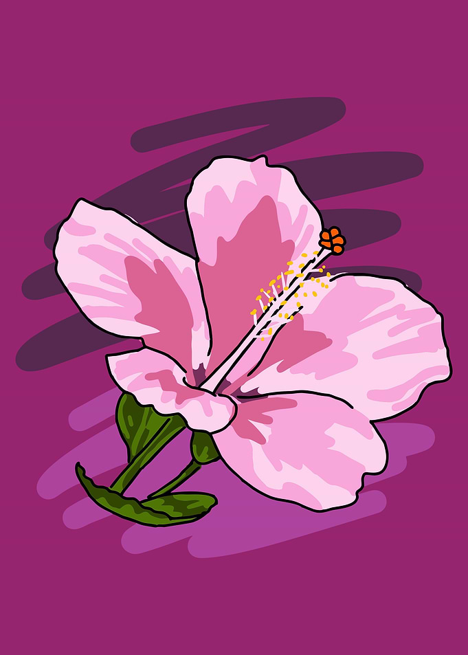 Hibiscus Flower