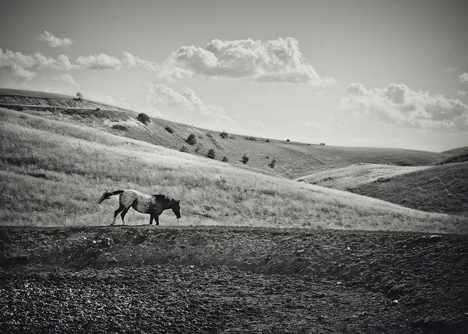 wild prairie horse