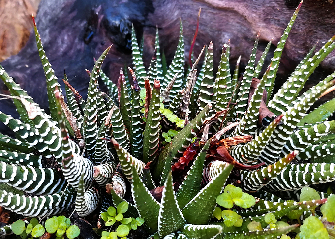 Petite Succulents