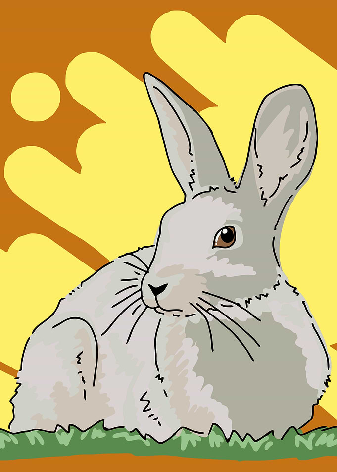 Rabbit