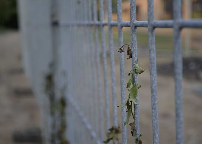 Climbing vine