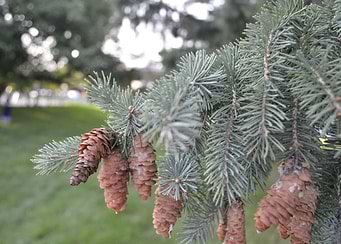 Pinecones at the Park