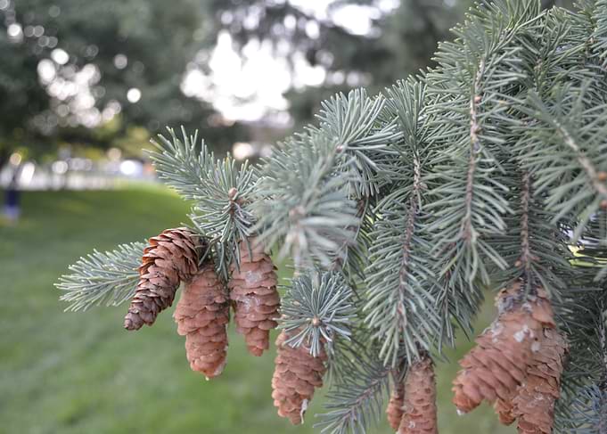 Pinecones at the Park