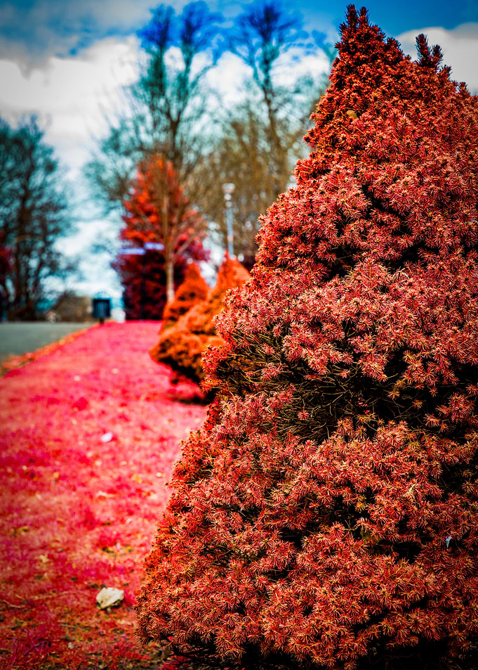 Red Bush