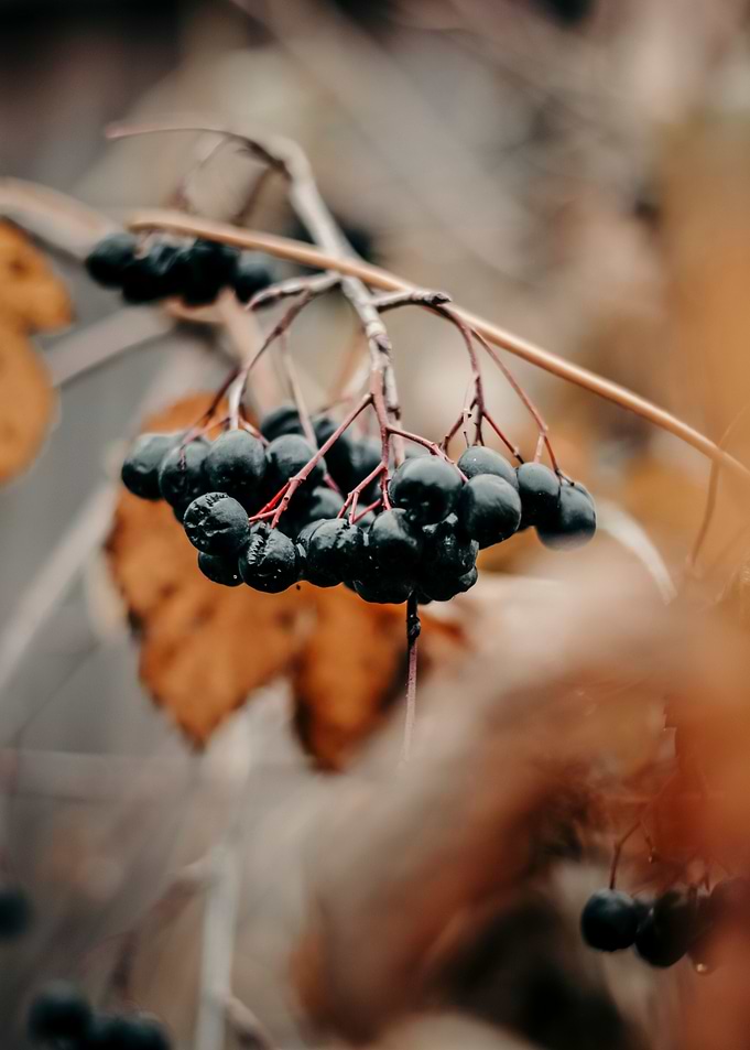Autumn Vibe