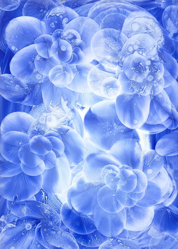 Blue Flowers