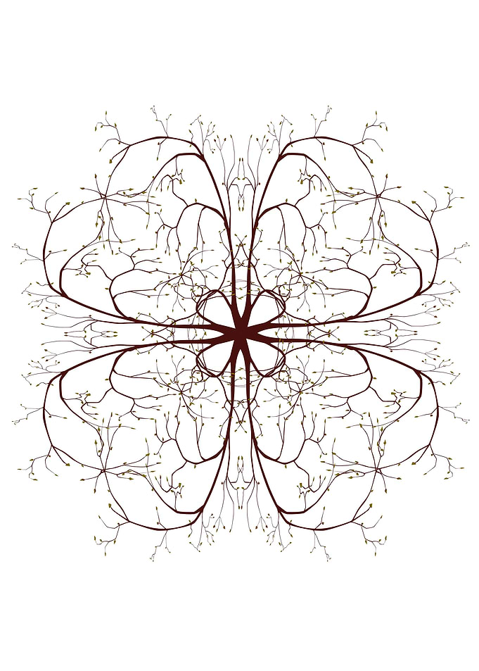 Tree Branches Mandala