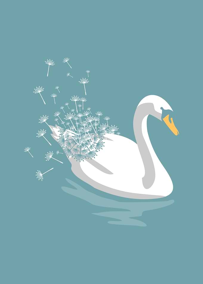 Swan Dandelion