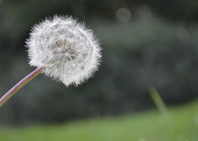 Dandelion
