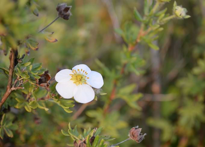 Small white flower
