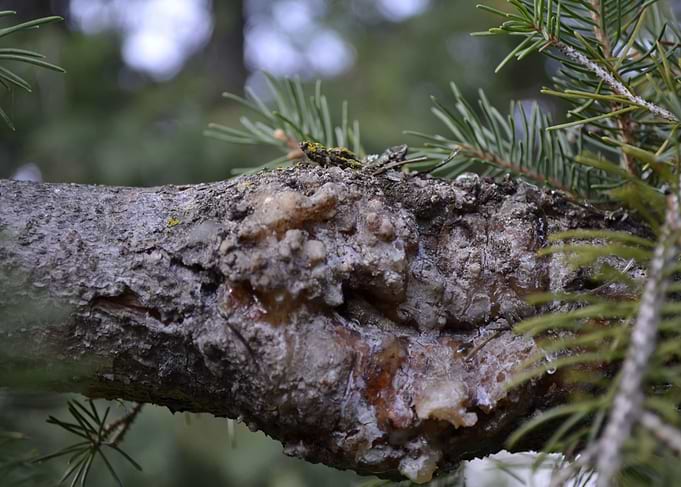 Sappy pine branch