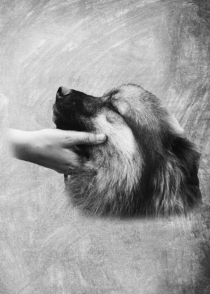 Beloved Dog