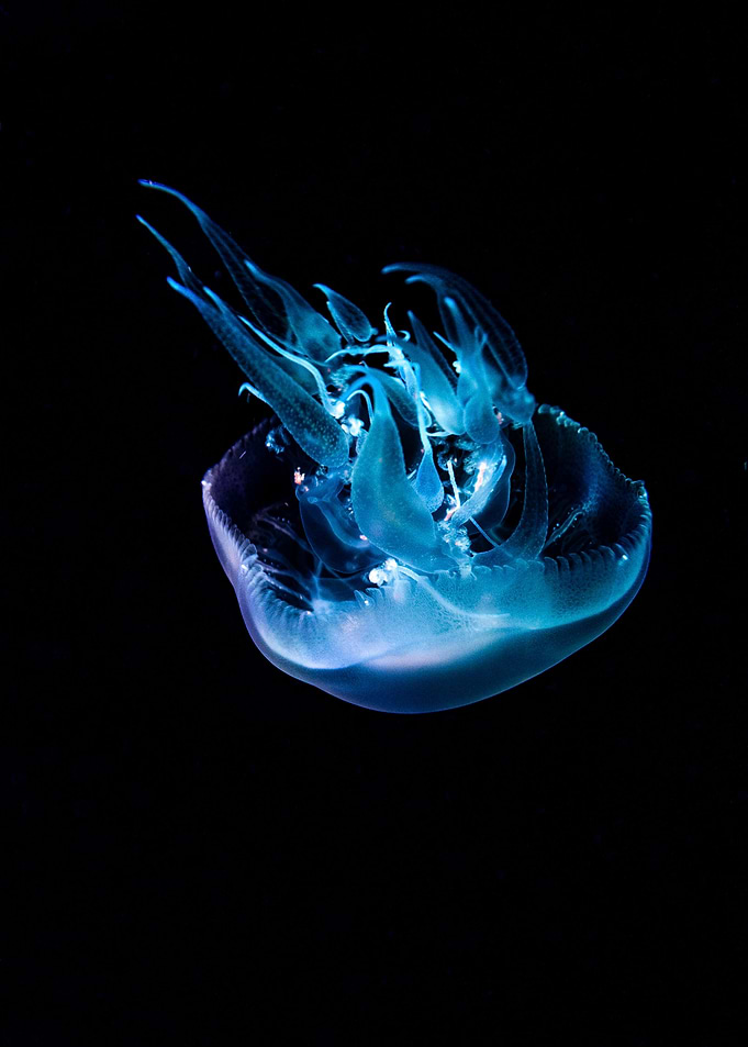 Jellifish swiming in dark