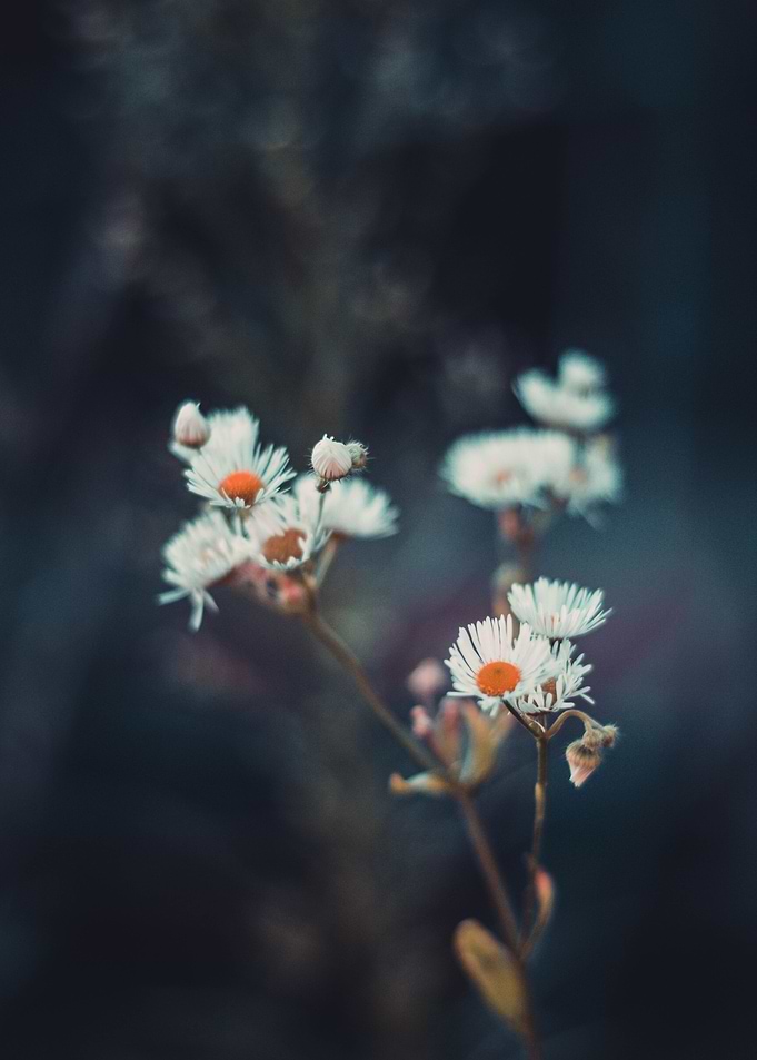 White Flowers