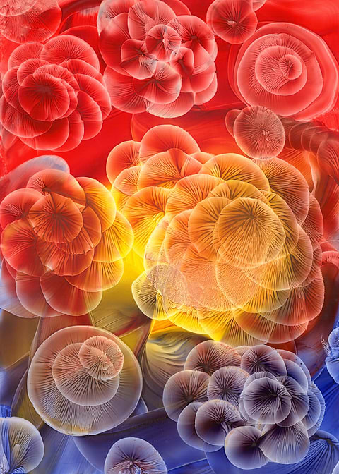 Flowers I