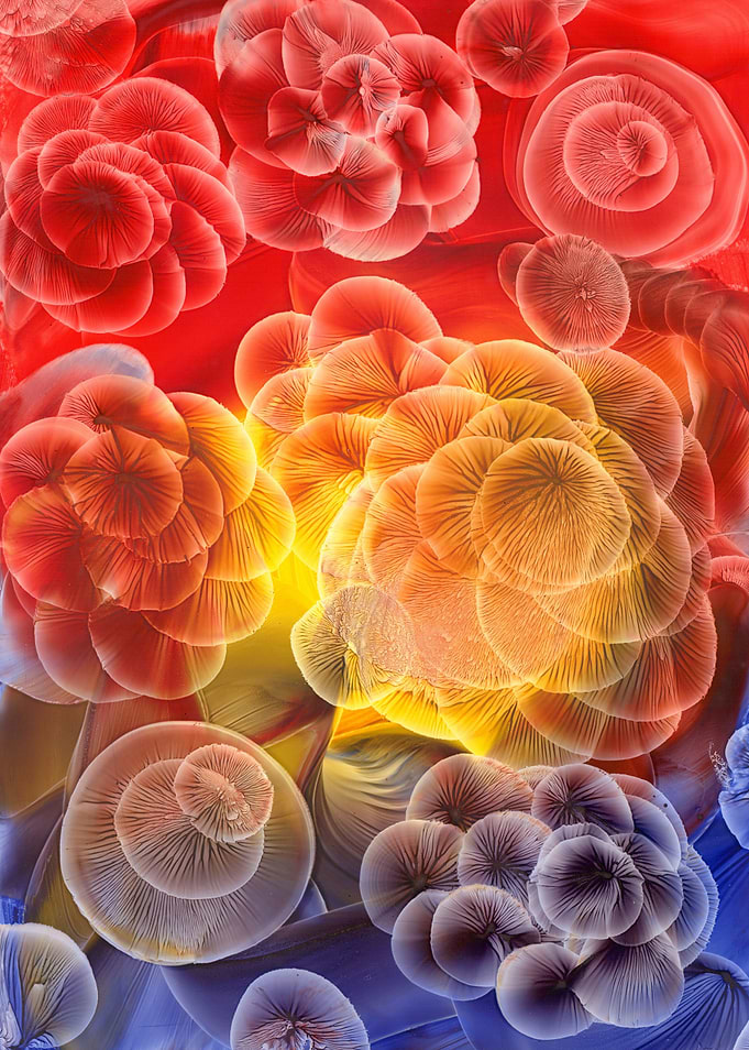 Flowers I
