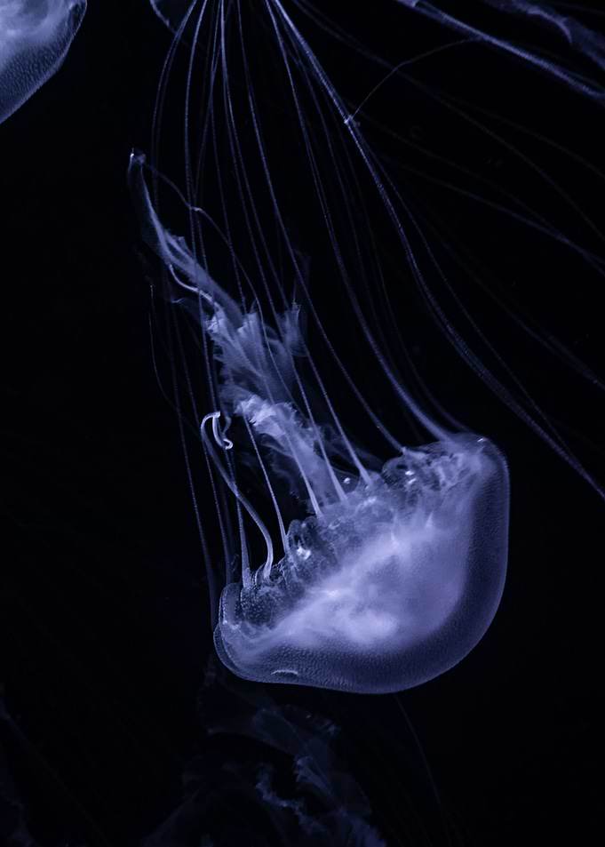 Jellifish swiming in dark