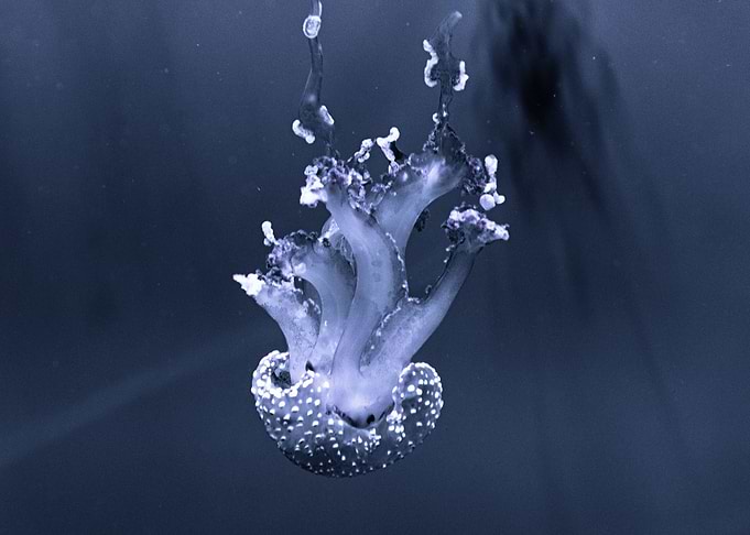 Jellifish swiming in dark