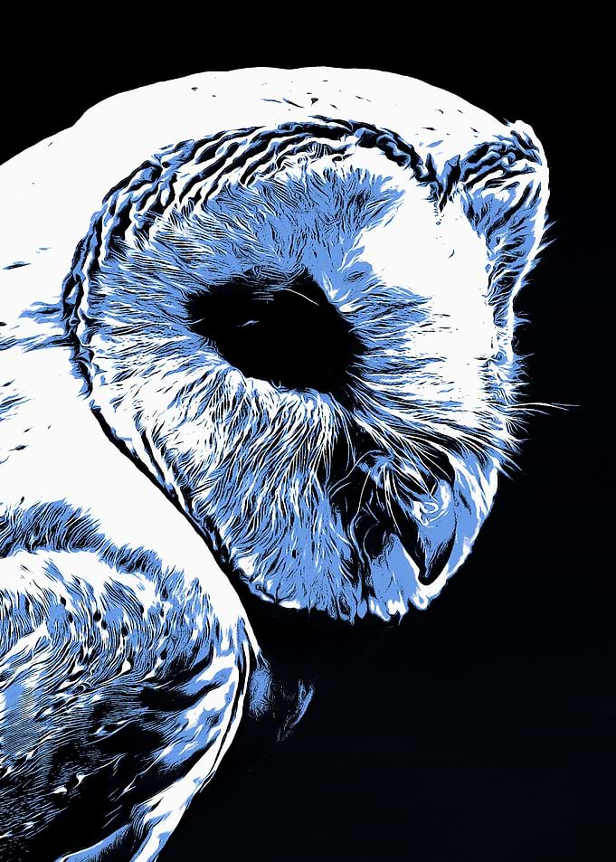 Barn Owl