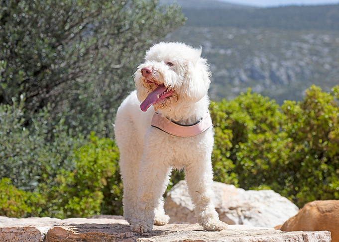 White Lagotto Romagnolo