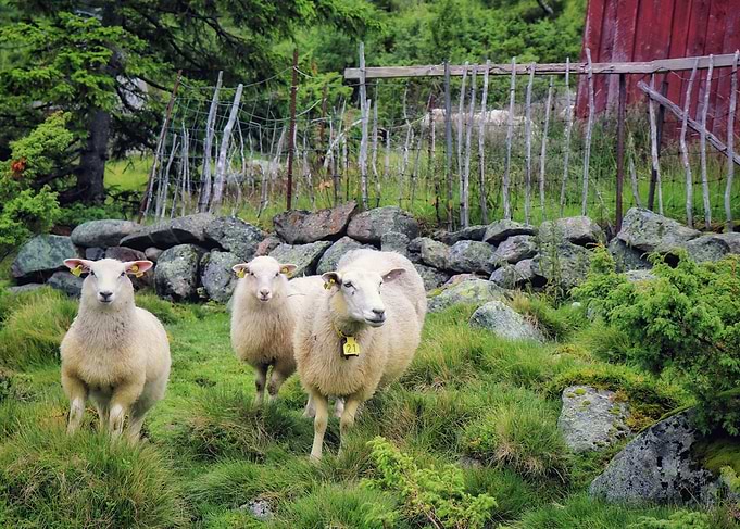 Sheep