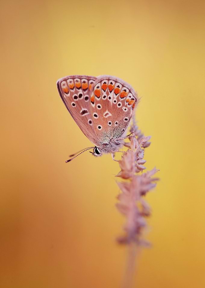 Colorful butterfly