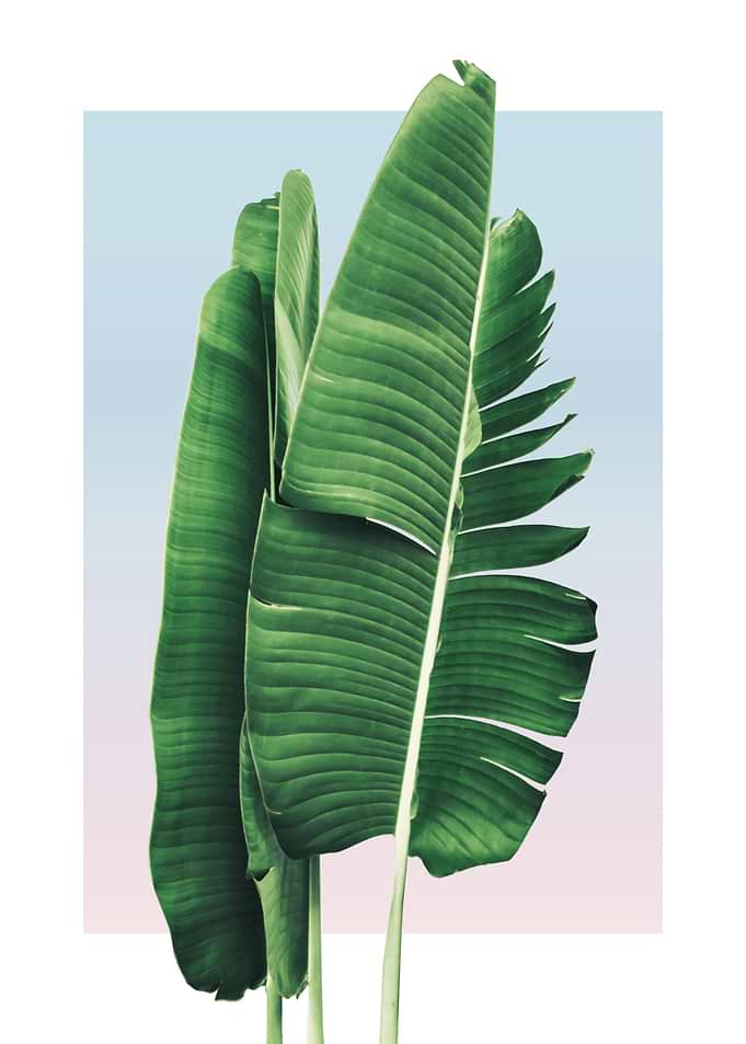Banana Leaves in Sunset 2