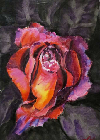 Midnight Rose