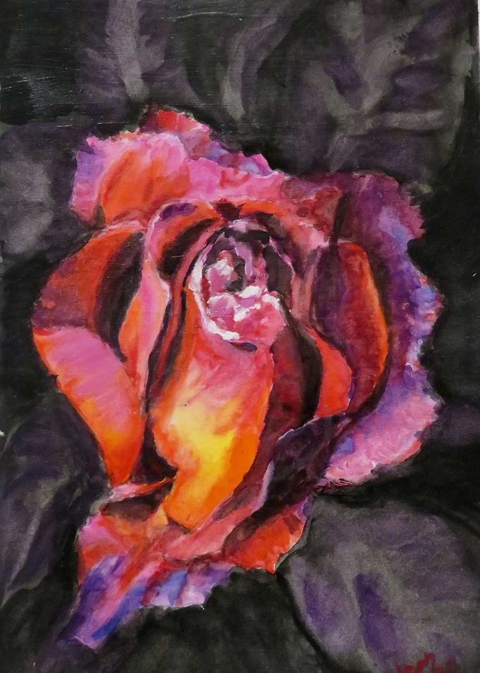 Midnight Rose