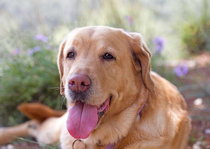 Labrador sweet portrait