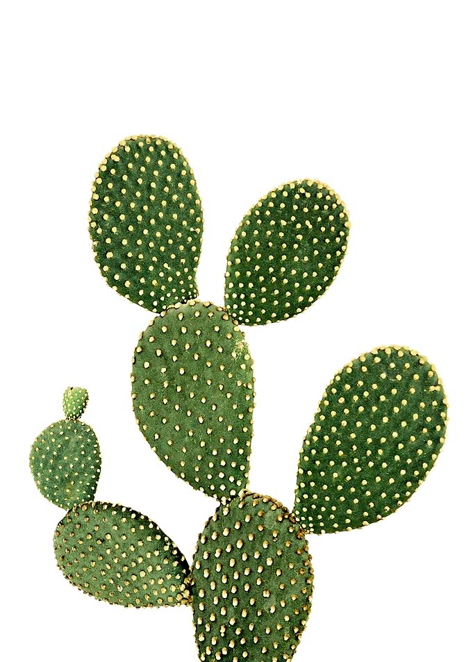 Cactus 3