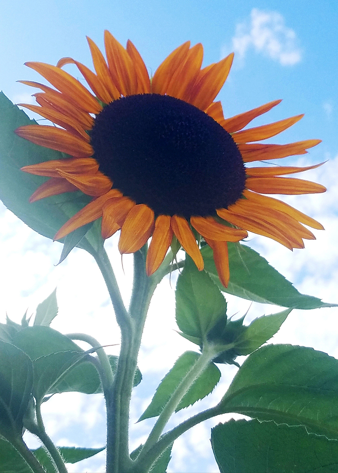 Sunny Flower