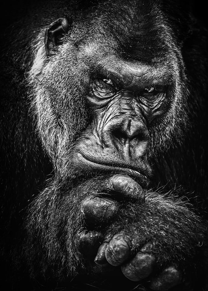 wild gorilla face poster