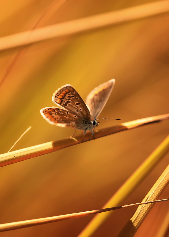 Butterfly sunset