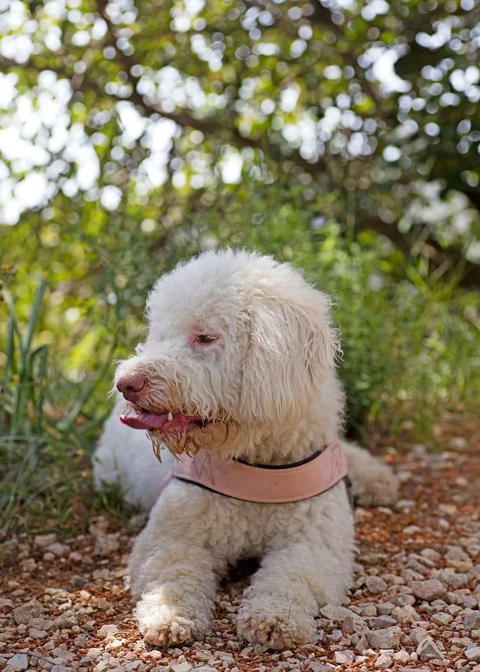 White Lagotto Romagnolo
