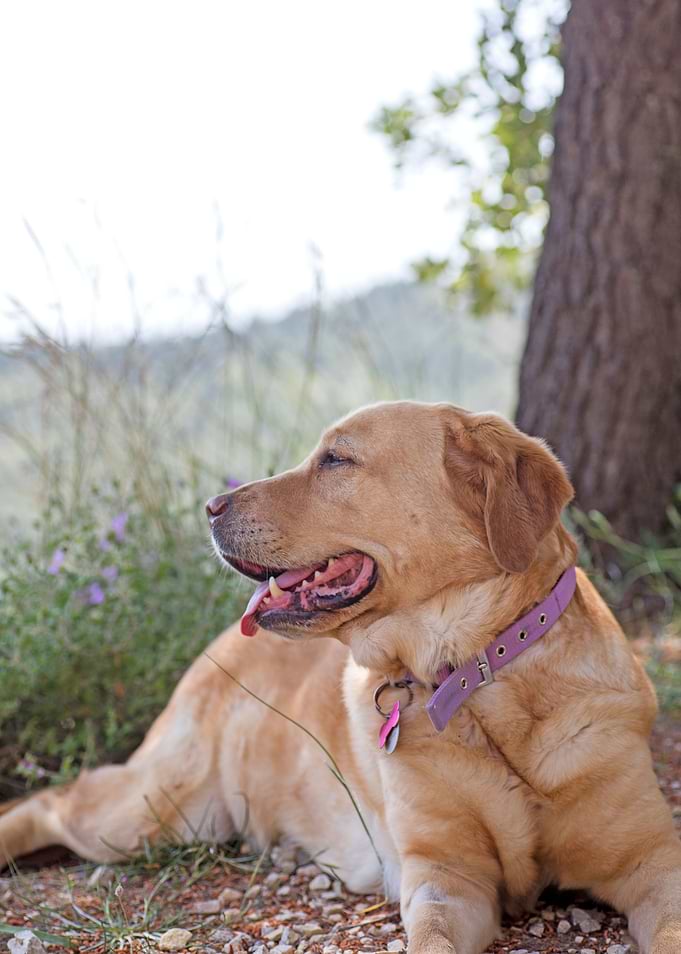 Labrador sweet portrait