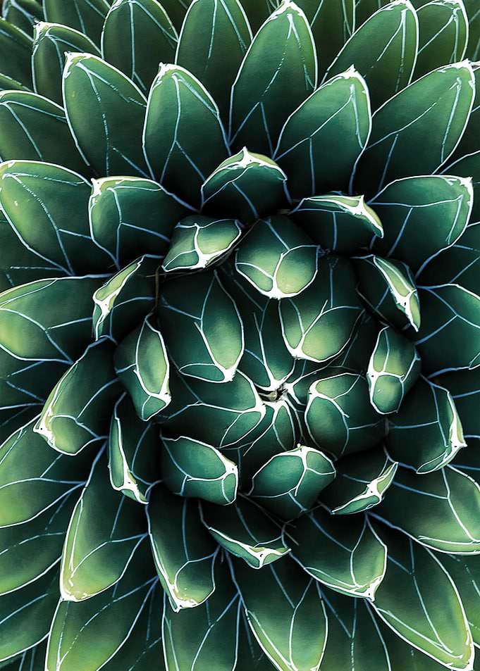 Agave