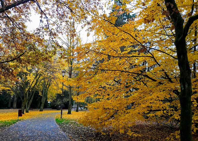 Autumn Walk