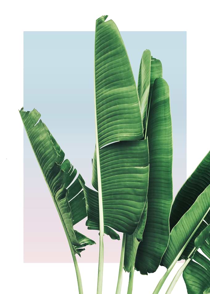 Banana Leaves in Sunset