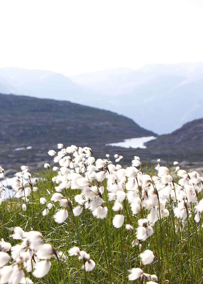 Cotton Grass
